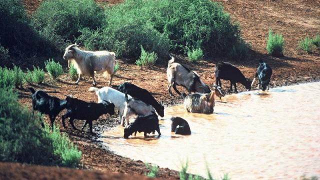 澳大利亚野山羊为什么不出口,澳大利亚野山羊不能吃吗