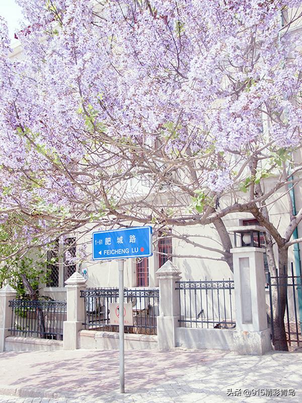 恋恋青岛，春深似海