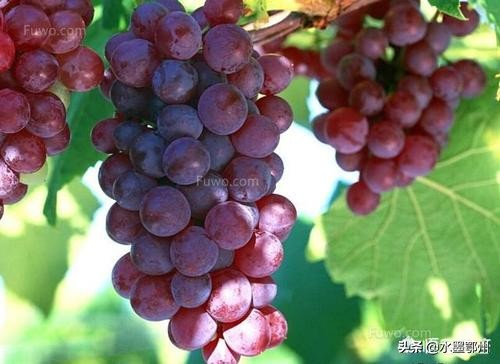 南方蓝宝石葡萄种植方法,南方天台葡萄种植方法