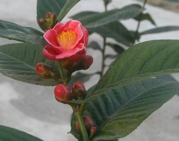 海棠花烂茎如何挽救，教你3个挽救小妙招，让海棠花起死回生