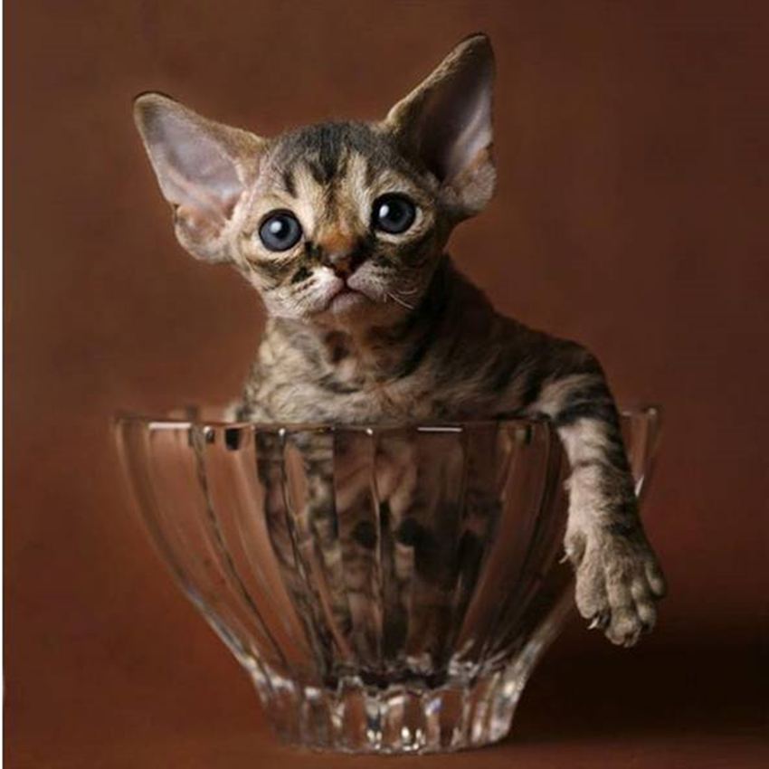 德文卷毛猫的特征和优点,德文卷毛猫优点