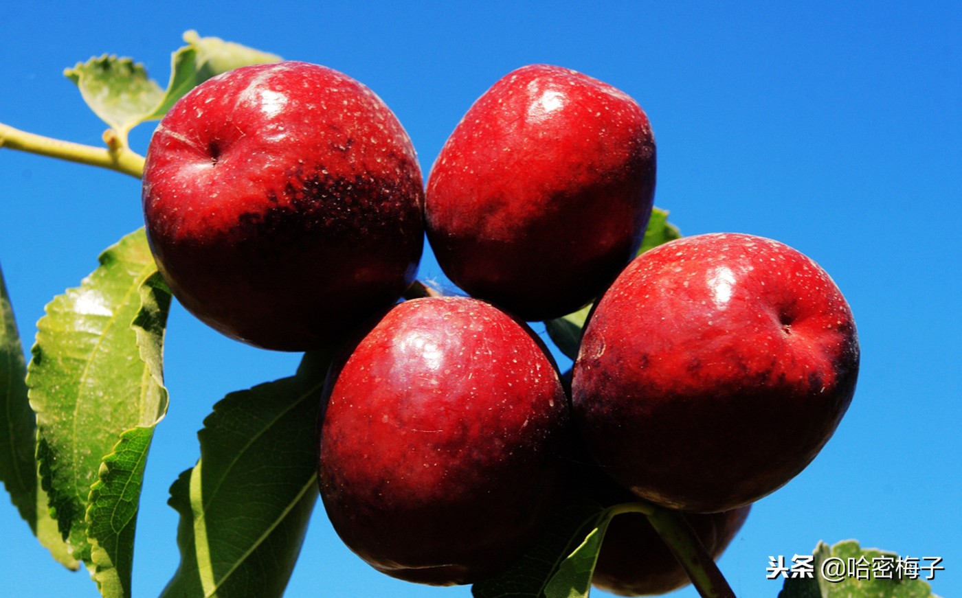 吃新疆美食看新疆自然景观,品尝新疆美食内地