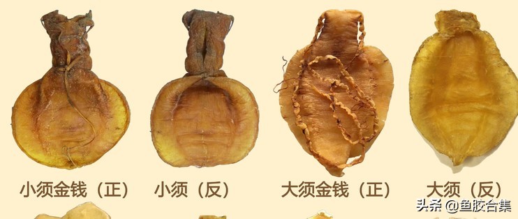 如何避免买鱼胶不踩雷区,选鱼胶怎么选科普