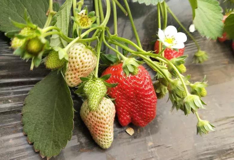 石家庄草莓采摘基地推荐,石家庄周边采摘园摘草莓