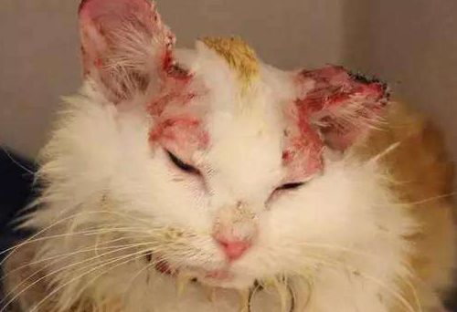 猫咪猫癣只使用伊来曲康管用吗,猫咪猫癣抹百多邦可以吗