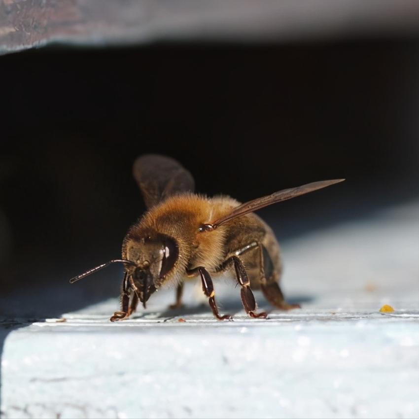蜜蜂为什么咬王台,蜜蜂为什么咬脾