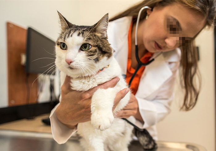 辟谣，猫咪白细胞激增就是患病？主人被告知：压力也会导致其升高