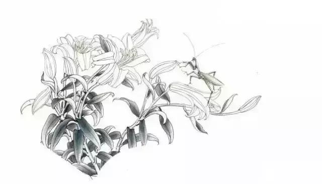 工笔百合花朵设色步骤,工笔重彩油画百合