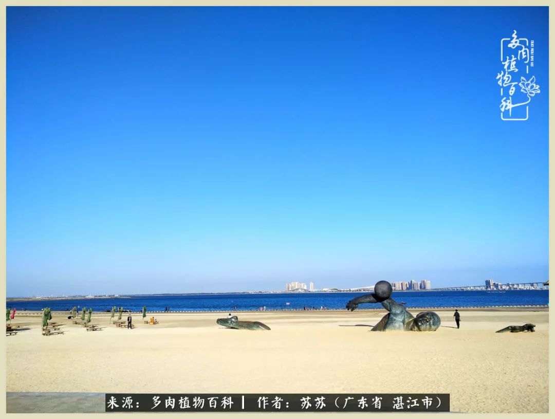 不要辜负与多肉的美好时光,多肉可以给人岁月静好的感觉