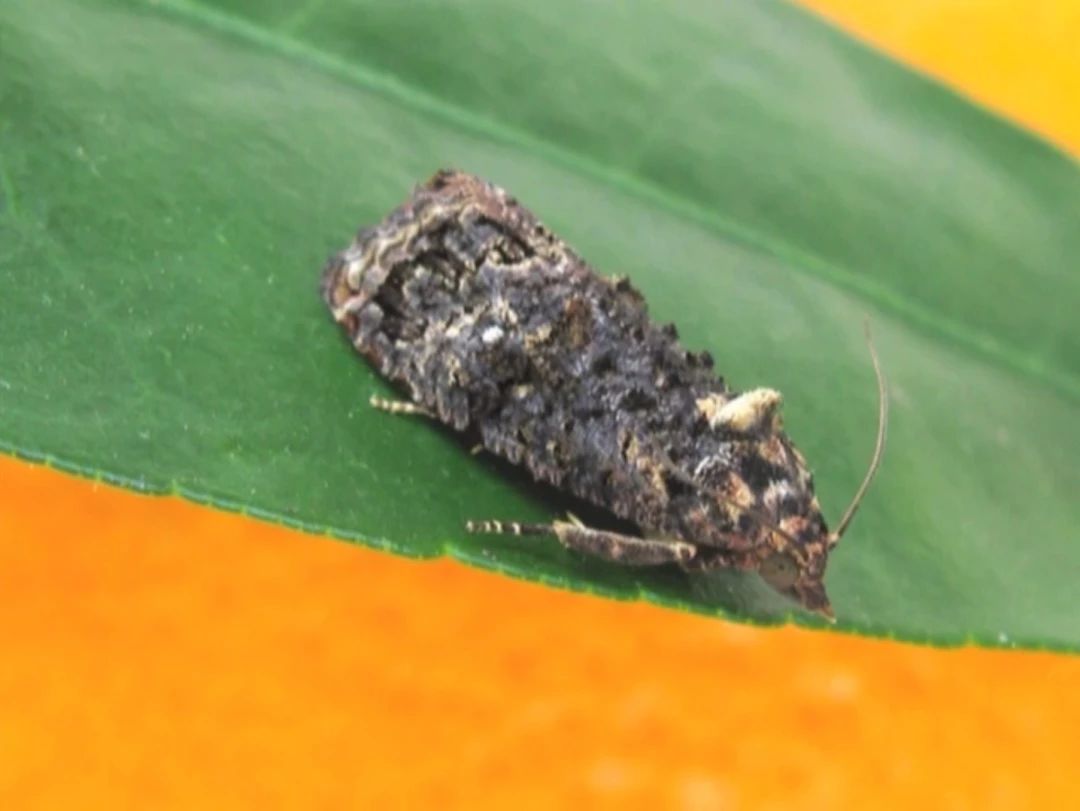 绿霉病害症状,柑橘绿霉病能治好吗