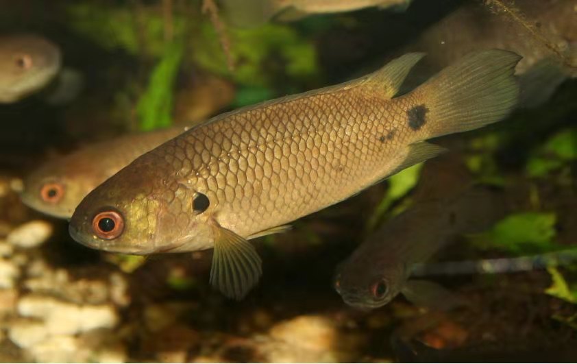 新手养斗鱼推荐品种有哪些,斗鱼科属