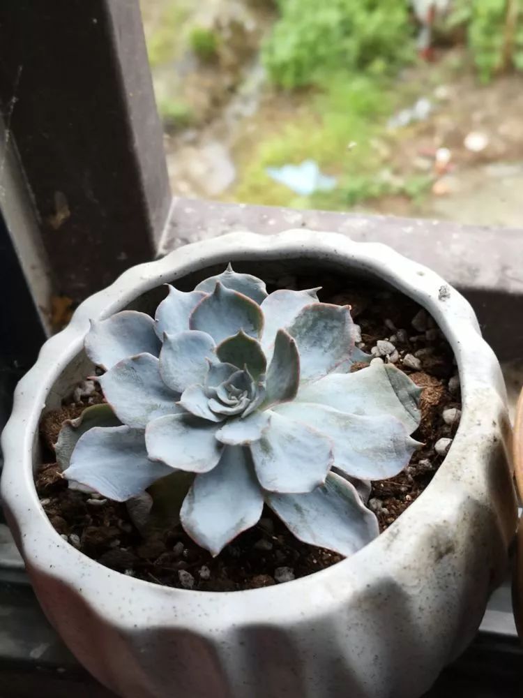 多肉一个月对比照,多肉30天前后对比图