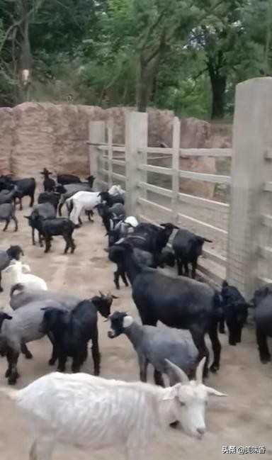 怎么治疗羊铜中毒,羊钴缺乏什么症状