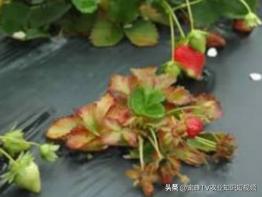 草莓病毒病好治吗,小心病毒感染