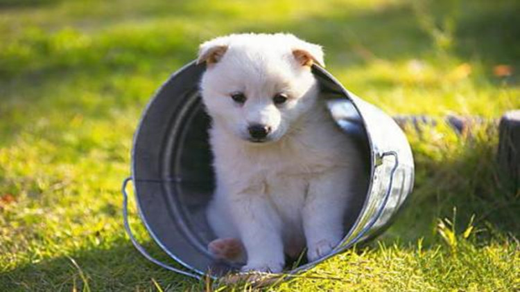 5招手把手教你如何防治跳蚤