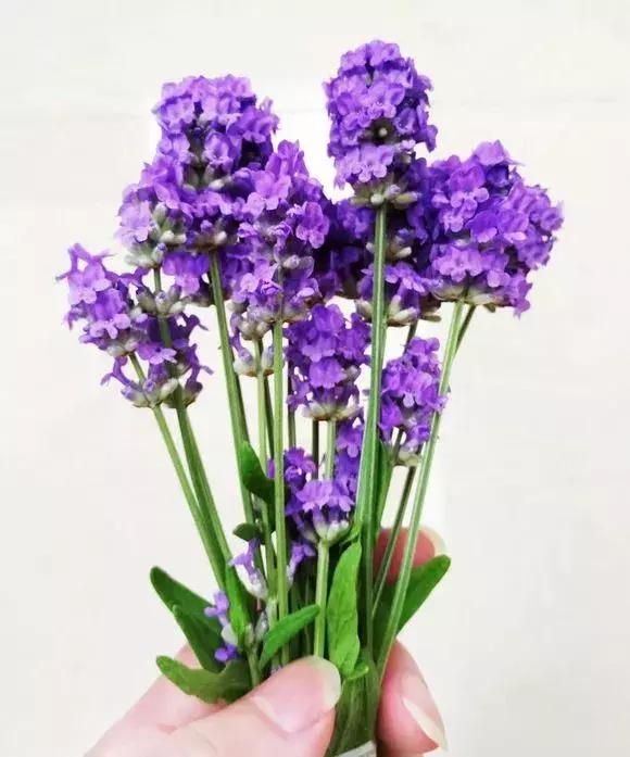 冬季助眠好养的花,什么花最好养又有助睡眠