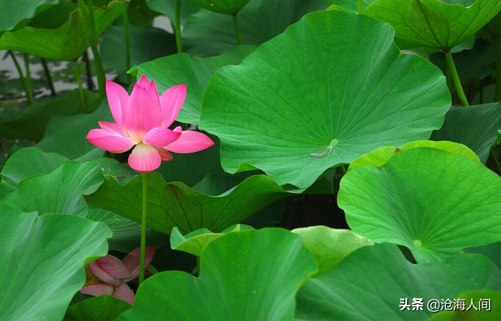 写荷花的诗词有多少,禅意荷花的诗词