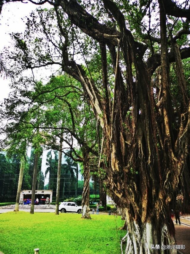 中国最美丽的校园照片,中国最美丽的校园中山大学南校区