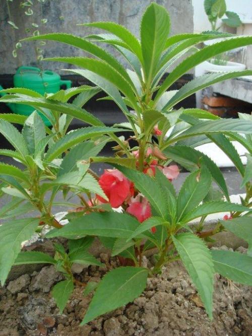 凤仙花是什么植物,凤仙花的特点有哪些