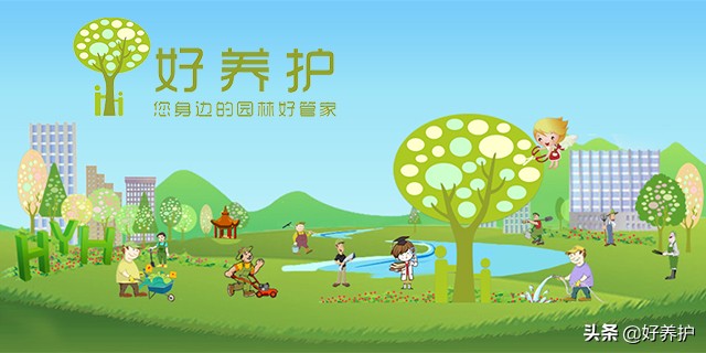 马蹄莲有毒吗对人体有害吗,养马蹄莲的禁忌