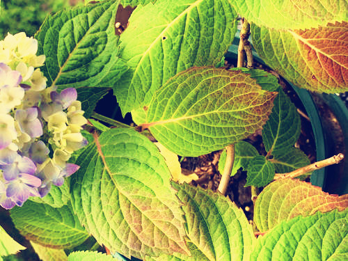 绣球花叶子发黄边缘干枯怎么处理,绣球新叶片干枯是怎么回事