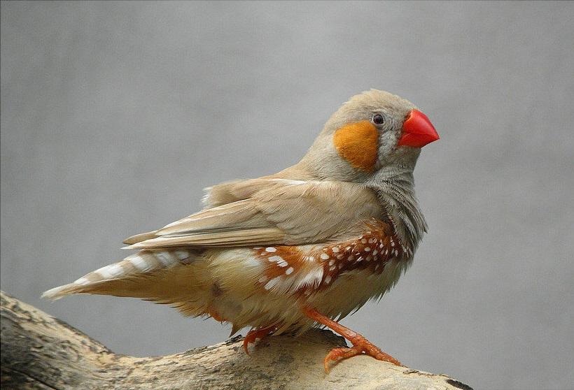 广东常见鸟类图谱和名称图文,东江揽胜鸟类