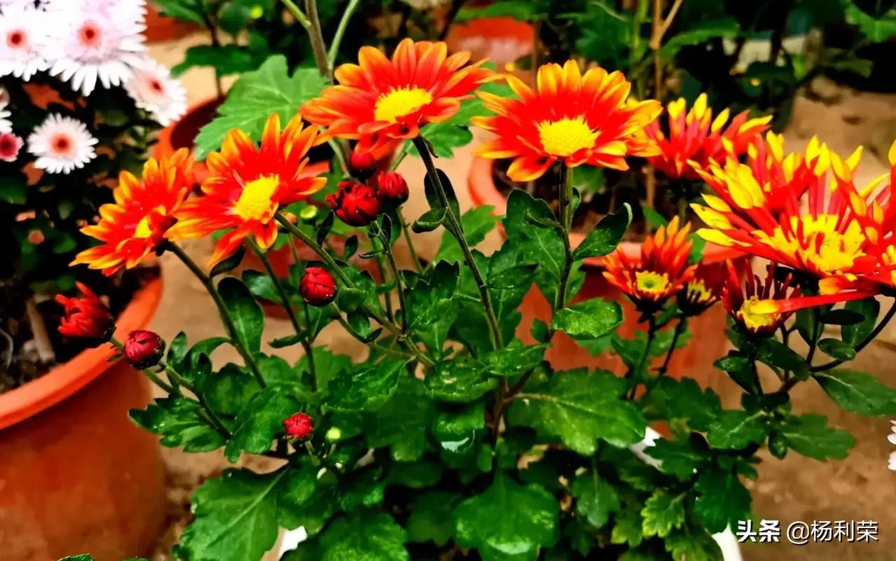 朗读者的心声,随笔朗诵素材