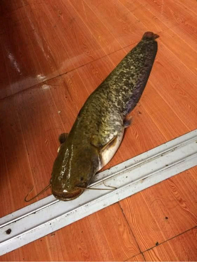 钓鲶鱼用什么饵最好呢,冬季钓鲶鱼的方法和技巧