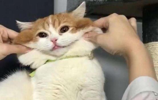 猫咪鼻子摸着干干的,猫咪鼻子湿润是正常的嘛