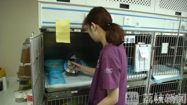 女孩耳朵总是沙沙作响，一查竟是因为“吸猫”