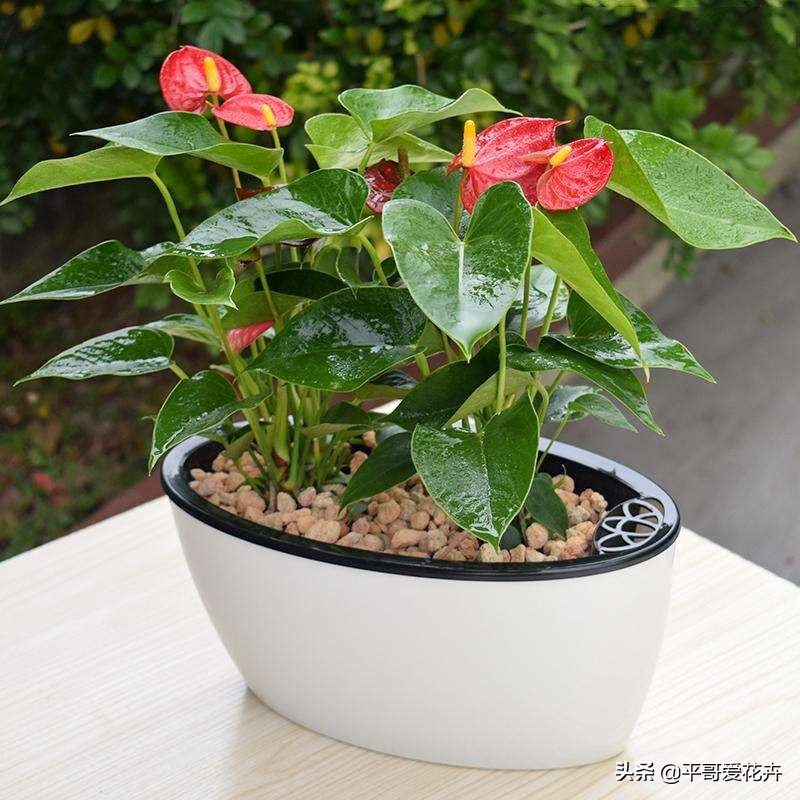 红掌叶发黑怎么治,红掌叶片黑枯怎么办