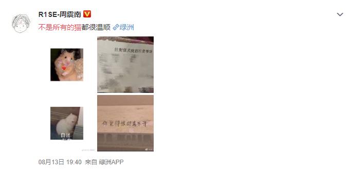 像周震南的猫,周震南的猫有多少