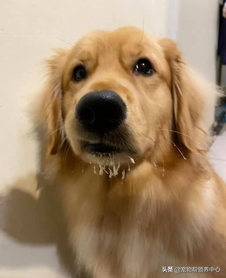 下巴胡须白花花!金毛嘴巴紧闭,双眼无辜卖萌:偶可没有偷吃