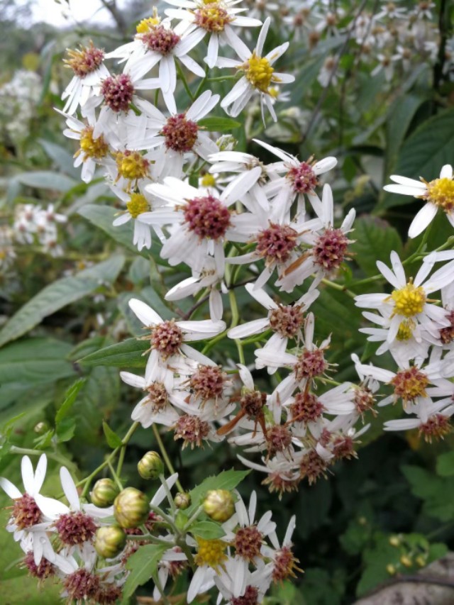天门山一个人旅游,天门山的特别之处