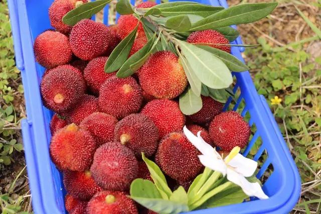 清洗杨梅时有小虫可以吃吗,洗杨梅别只会用盐