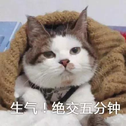 福懋动物医院：猫咪皮肤病不难治，看了这篇你就懂了