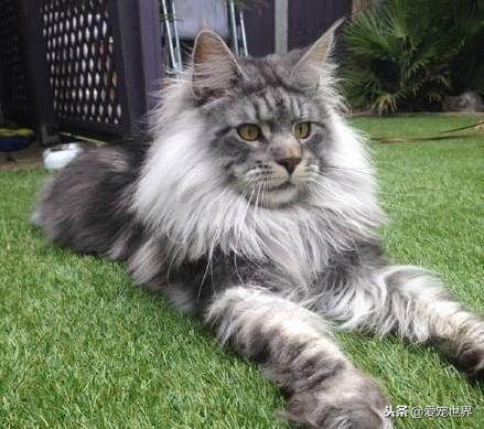 大型猫咪缅因猫疾病多吗,缅因猫