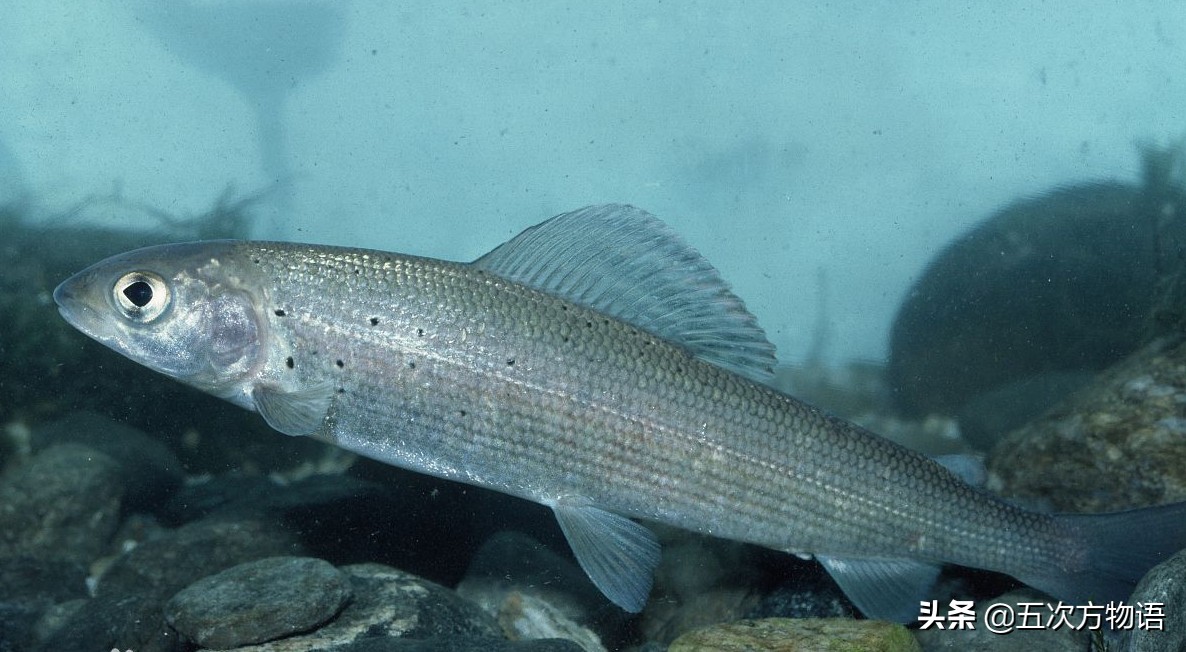 黑龙江特色养殖鱼类,黑龙江名贵鱼种图片