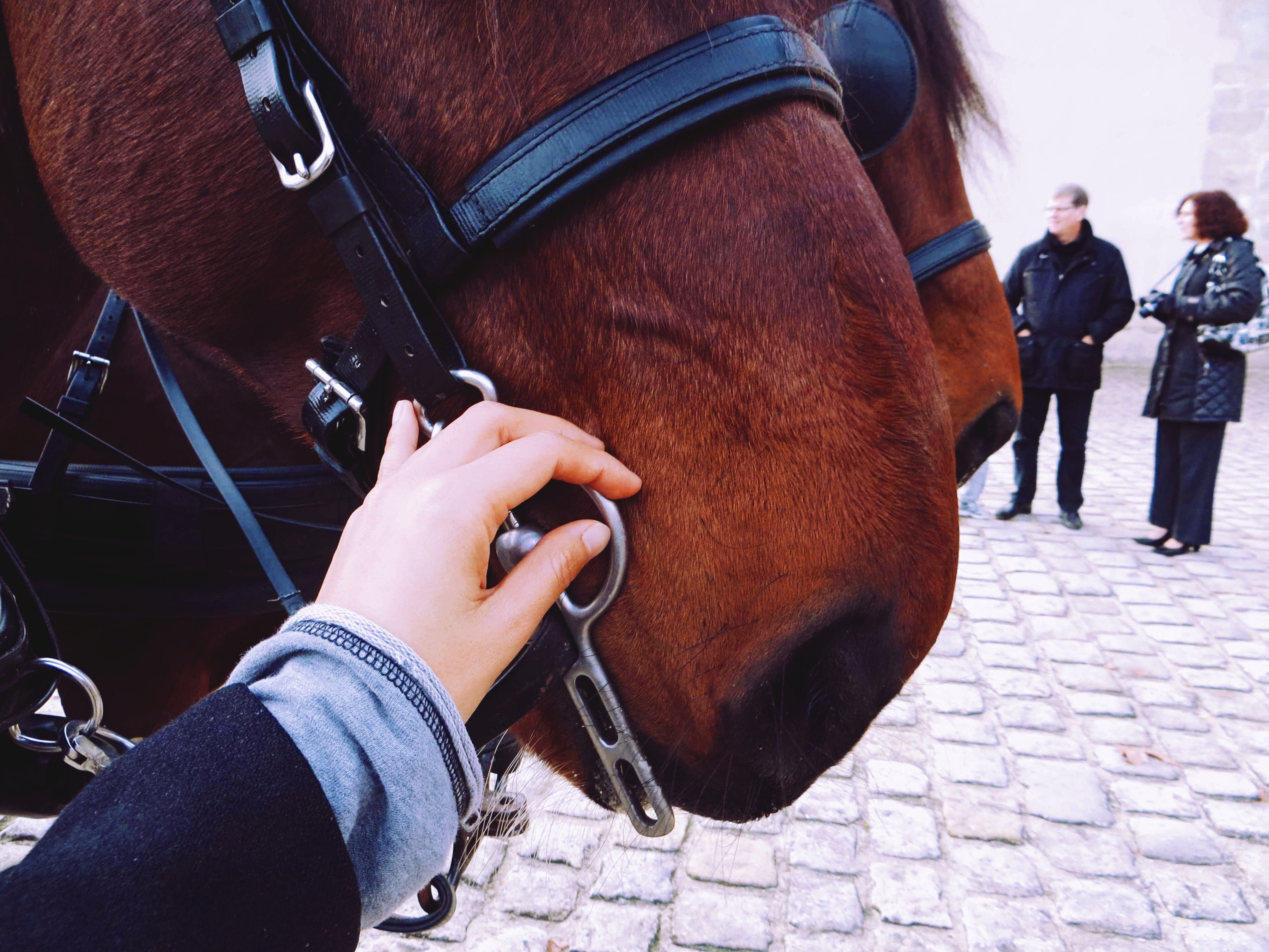 枫丹白露宫有没有拿破仑的帽子,法国枫丹白露拿破仑