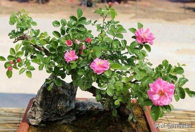 如何把月季养成老桩,月季怎么养成小老桩