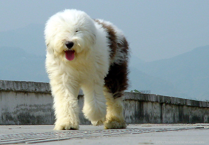 为什么这些狗狗当不了警犬，大型“反间计”现场