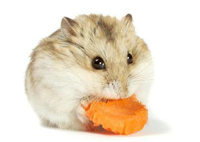 怎样的仓鼠好养又温顺可爱,什么仓鼠最温顺又可爱又好养