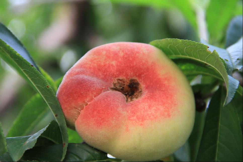 10种果子图片大全,100种果子介绍