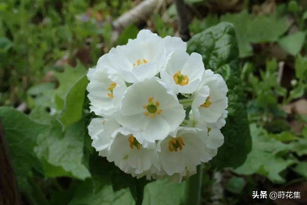 哪些花遇水变透明,遇水会变透明的花有哪些