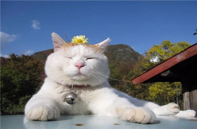 猫中暑怎么预防,猫中暑怎么缓解