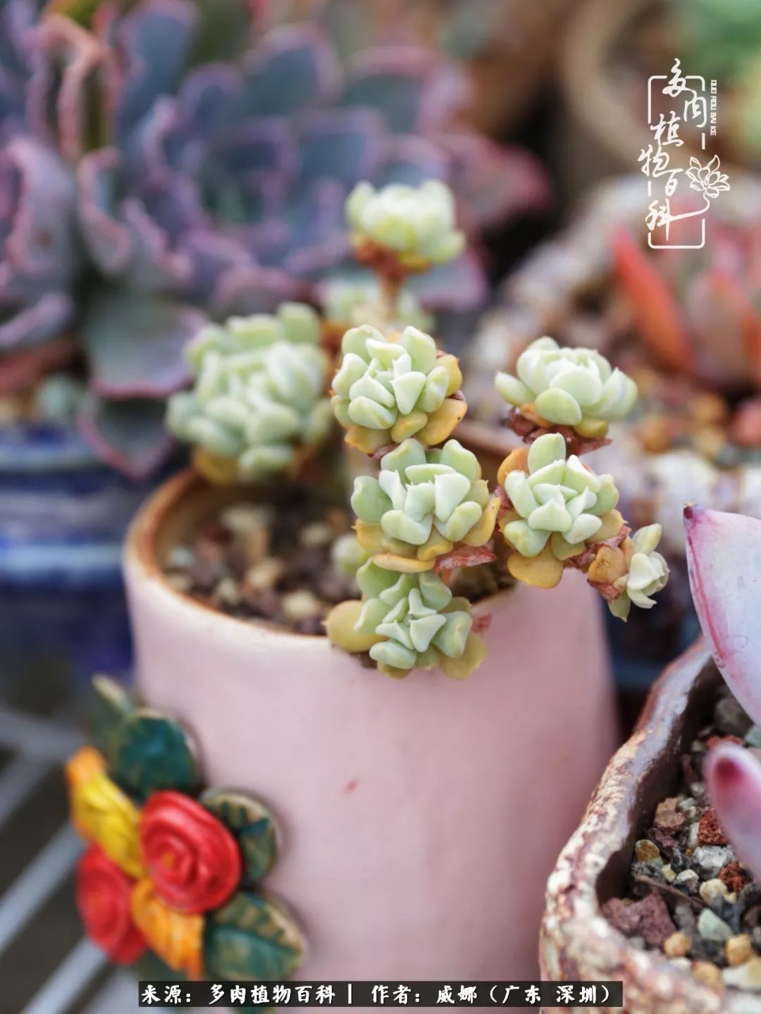 笼子里的多肉,露养的多肉和室内的多肉区别