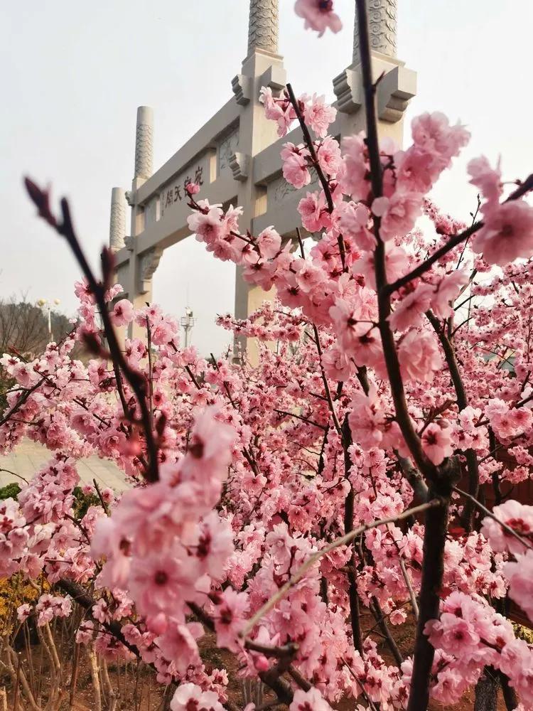 玩大的！青岛的这位局长带你游李沧