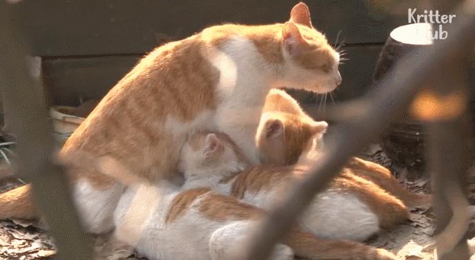 20元土猫,土猫能卖多少钱一只