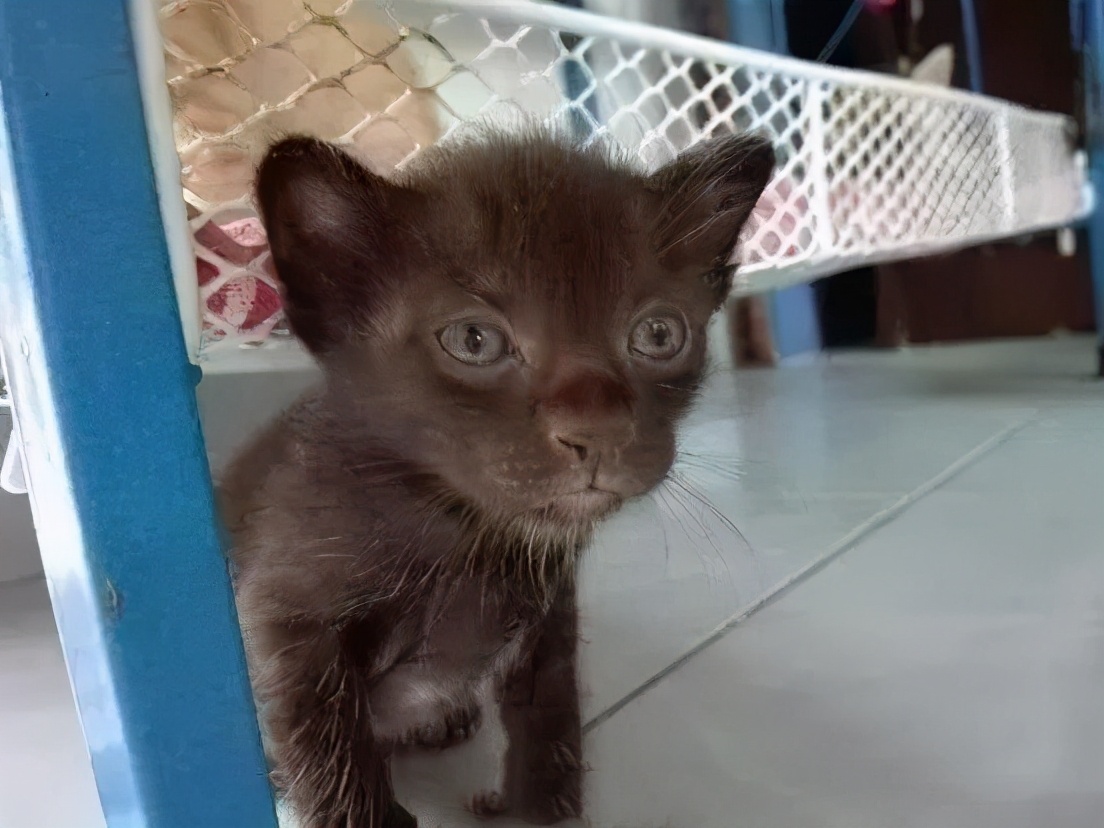 从网上买猫咪回来猫咪有哪些状况,在网上买猫咪猫咪很反常怎么办