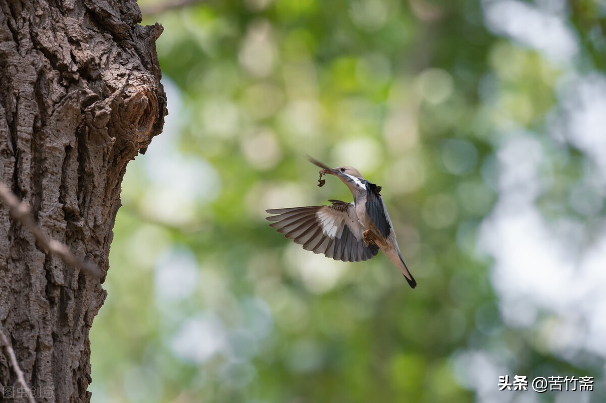 怎样做树洞,如何做一个合格的树洞